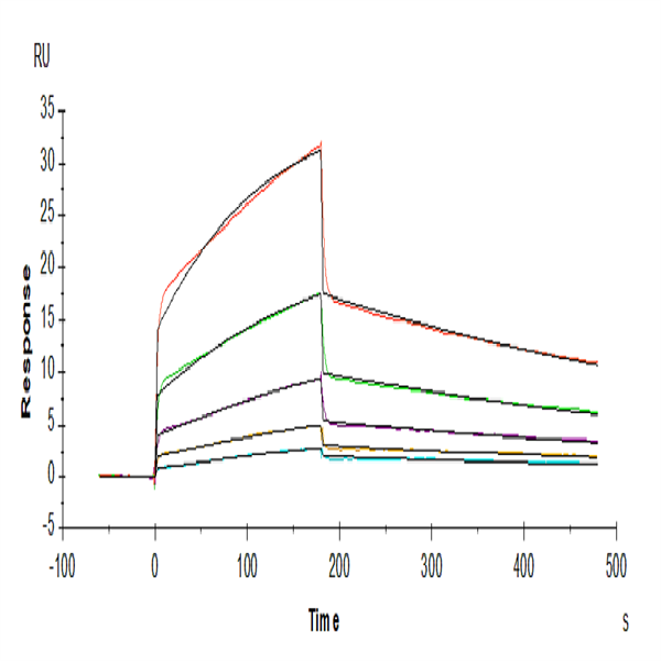 Human NKp30/NCR3/CD337 Protein (NKP-HM230) Human NKp30/NCR3/CD337 Protein (NKP-HM230)
