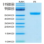 Human NKp30/NCR3/CD337 Protein (NKP-HM230)