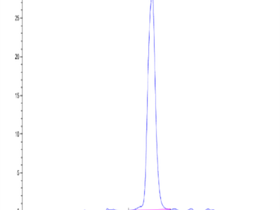 Human NKp80/CLEC5C Protein (NKP-HM280)