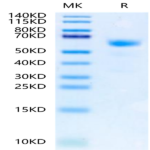 Human NKp80/CLEC5C Protein (NKP-HM280)