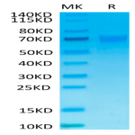 Human NKp46/NCR1/CD335 Protein (NKP-HM346)
