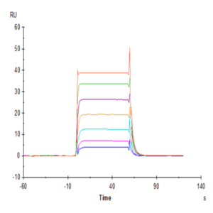 Human NKp30/NCR3/CD337 Protein (NKP-HM430)