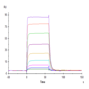 Biotinylated Human NKp30/NCR3/CD337 Protein (NKP-HM430B)