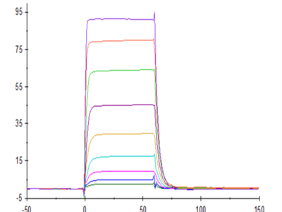 Biotinylated Human NKp30/NCR3/CD337 Protein (NKP-HM430B)