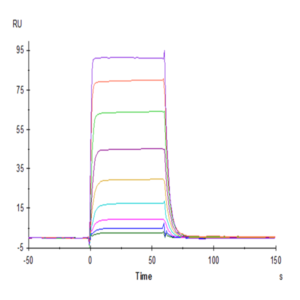 Biotinylated Human NKp30/NCR3/CD337 Protein (NKP-HM430B)