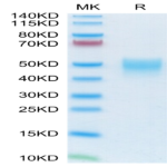 Mouse NKp46/NCR1/CD335 Protein (NKP-MM146)