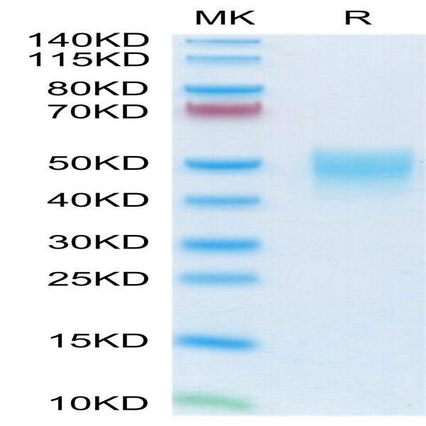 Mouse NKp46/NCR1/CD335 Protein (NKP-MM146)