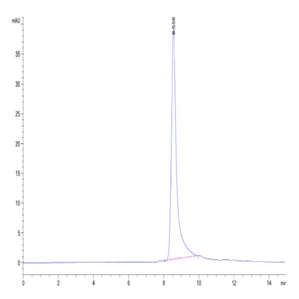 Mouse Noggin Protein (NOG-MM001)