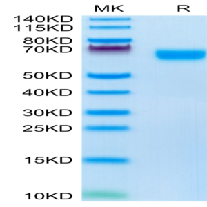 Mouse NOGOR Protein (NOG-MM101)