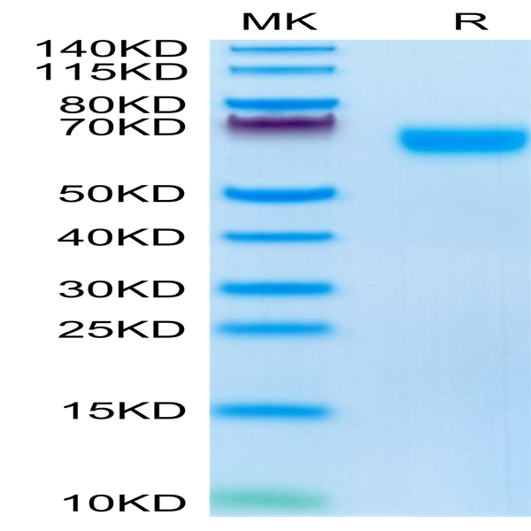 Mouse NOGOR Protein (NOG-MM101)