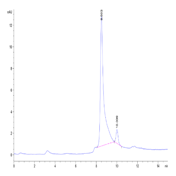 Mouse Noggin Protein (NOG-MM601)