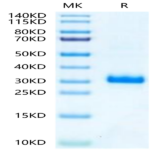 Mouse Noggin Protein (NOG-MM601)