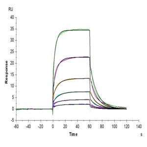 Human Notch 1 Protein (NOT-HM401)