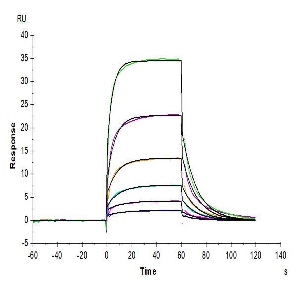 Human Notch 1 Protein (NOT-HM401) Human Notch 1 Protein (NOT-HM401)
