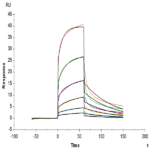 Biotinylated Human Notch 1 Protein (NOT-HM401B)