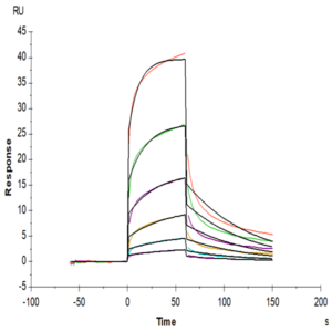 Biotinylated Human Notch 1 Protein (NOT-HM401B)