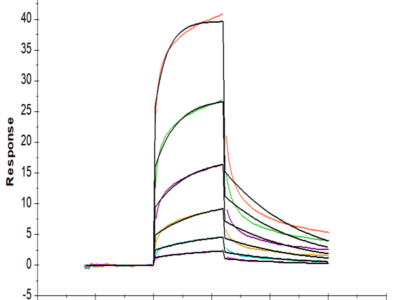 Biotinylated Human Notch 1 Protein (NOT-HM401B)