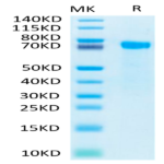 Biotinylated Human Notch 2 Protein (NOT-HM402B)