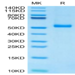 Mouse Notch 4 Protein (NOT-MM104)