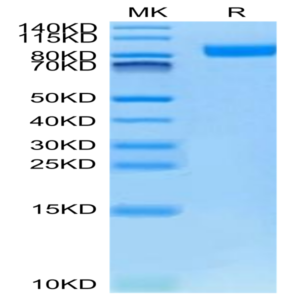 Cynomolgus Neuropilin-1 Protein (NRP-CM101)