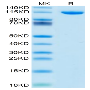 Mouse Neuropilin-2 Protein (NRP-MM102)