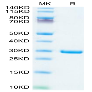 SARS-COV-2 NSP7&NSP8 Protein (NSP-VE178)