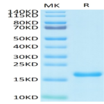 Biotinylated SARS-COV-2 Nucleocapsid Protein NTD Domain Protein (NTD-VE4NPB)