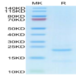 Cynomolgus NTS1 Protein (NTS-CM101)