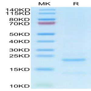 Cynomolgus NTS1 Protein (NTS-CM101)