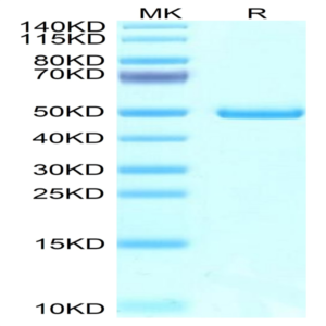 Mouse NTS1 Protein (NTS-MM201)
