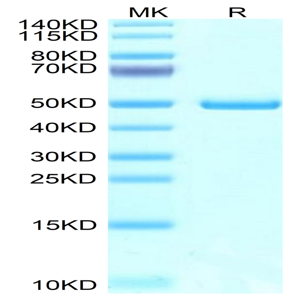 Mouse NTS1 Protein (NTS-MM201) Mouse NTS1 Protein (NTS-MM201)