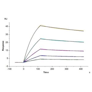 Non-biotinylated Human ACE2/ACEH Protein, ACE-HM401 Ushelf