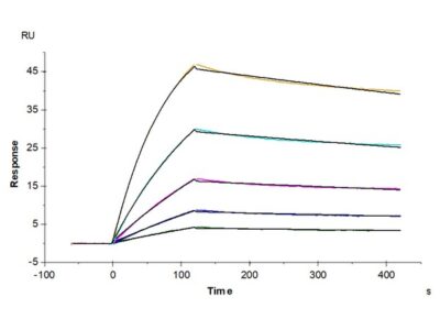 Non-biotinylated Human ACE2/ACEH Protein, ACE-HM401 Ushelf