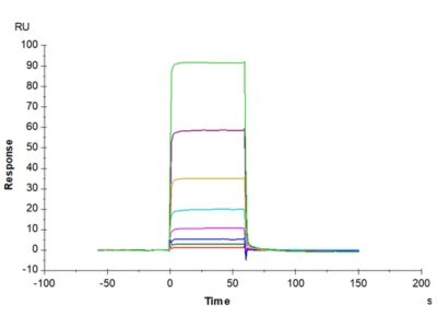 Non-biotinylated Human ANGPT2/Angiopoietin-2 Protein