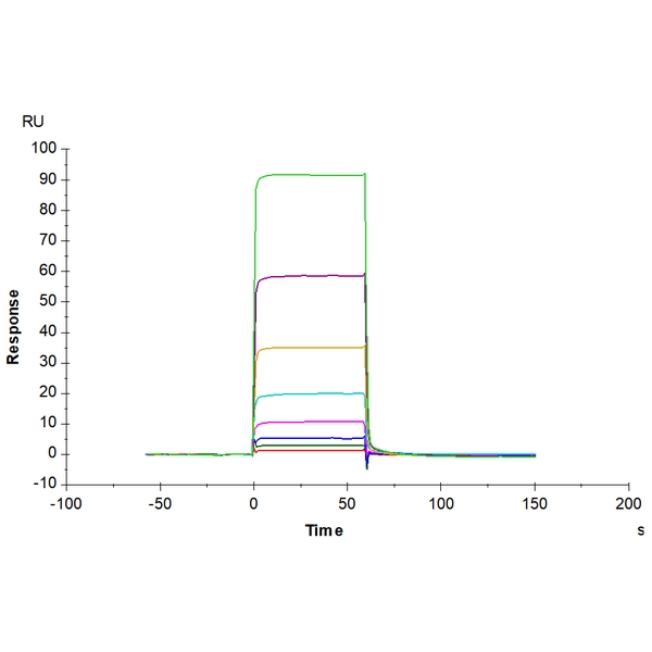 Non-biotinylated Human ANGPT2Angiopoietin-2 Protein , APN-HM401 Non-biotinylated Human ANGPT2/Angiopoietin-2 Protein