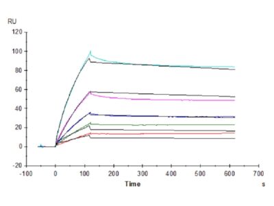 Non-biotinylated Human ANGPTL3/Angiopoietin-like 3 Protein , ANG-HM403 Ushelf