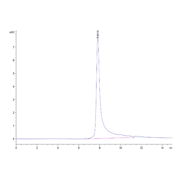 Non-biotinylated Human ANGPTL7CDT6 Protein , ANG-HM407 Non-biotinylated Human ANGPTL7/CDT6 Protein , ANG-HM407 Ushelf