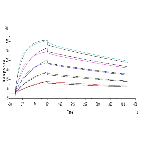 Non-biotinylated Human B7-1CD80 Protein , B71-HM480 Non-biotinylated Human B7-1/CD80 Protein , B71-HM480 Ushelf