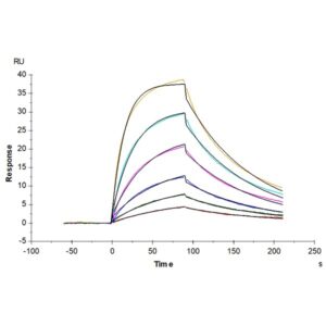 Non-biotinylated Human B7-H2/ICOSLG Protein , BH7-HM472 Ushelf