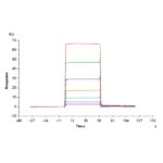 Non-biotinylated Mouse BCMATNFRSF17 Protein , BCM-MM417