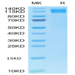 Human OSMR&GP130 Protein (OGC-HM10R)