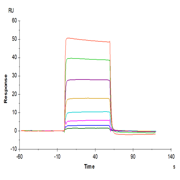 Human Oncostatin M/OSM Protein (ONM-HM401) Human Oncostatin M/OSM Protein (ONM-HM401)