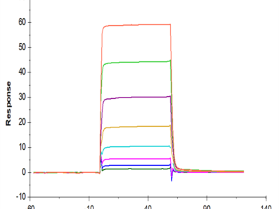 Biotinylated Human Oncostatin M/OSM Protein (ONM-HM401B)