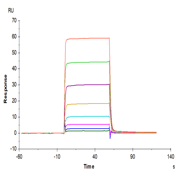 Biotinylated Human Oncostatin M/OSM Protein (ONM-HM401B) Biotinylated Human Oncostatin M/OSM Protein (ONM-HM401B)