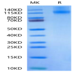 Canine OSMR Protein (OSM-DM101)