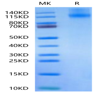 Canine OSMR Protein (OSM-DM101)