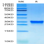 Canine Oncostatin M/OSM Protein (OSM-DM10M)