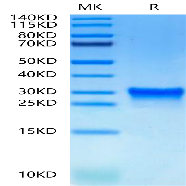 Canine Oncostatin M/OSM Protein (OSM-DM10M)