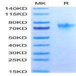 Human OX40/TNFRSF4/CD134 Protein (OX4-HM240)