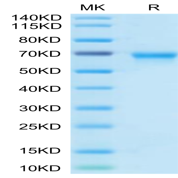 Biotinylated Human OX40/TNFRSF4/CD134 Protein (Primary Amine Labeling) (OX4-HM240B) Biotinylated Human OX40/TNFRSF4/CD134 Protein (Primary Amine Labeling) (OX4-HM240B)